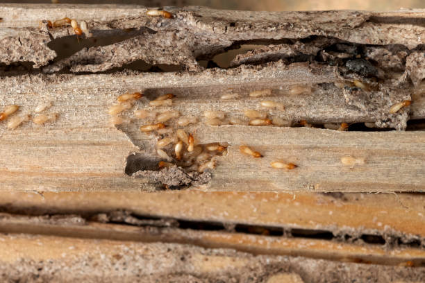 Best Exterminator Services  in Beecher, MI